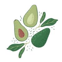 Composition avocado on white background. Abstract botanical illustration whole,half with seed and sprig in doodle. vector