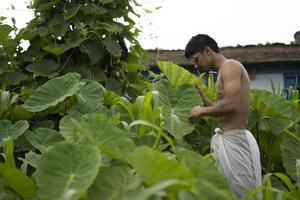 joven indio en forma, caminando por un camino al lado de los cultivos en el campo. un sacerdote indio caminando vestido con un dhoti blanco. hombre religioso indio. foto