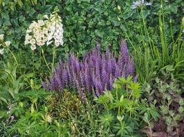 purple Salvia flowers photo