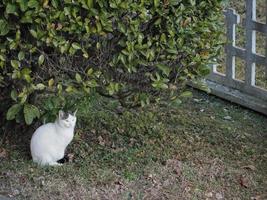 white cat in the grass photo