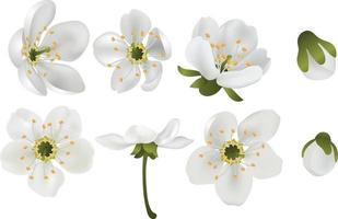 Flores florecientes de primavera de flor de cerezo blanco realista, juego de vectores de pétalos para su propio diseño.