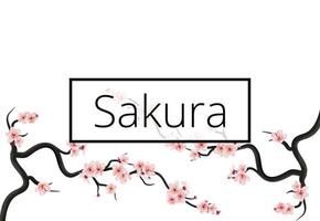 Hanami Cherry branch spring banner with blooming pink sakura on the white background. Vector greeting card template with flowers blossoms.