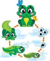 development cycle of a frog from eggs to embryo and tadpole. Educational kids illustration vector