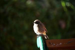 pájaros en su hábitat foto