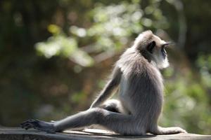 Wild Animals in the Forest photo