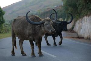 Wild Animals in the Forest photo