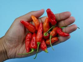 hand holding a lot of red chilies on a blue background photo