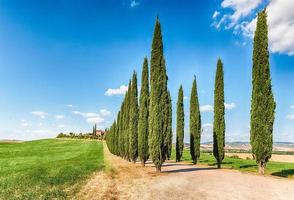 grupo icónico de cipreses en san quirico d'orcia, toscana, italia foto