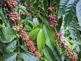 coffee cherry at coffee farm photo