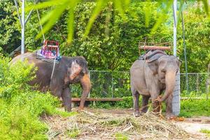 Asian elephants for riding tropical rainforest park Koh Samui Thailand. photo