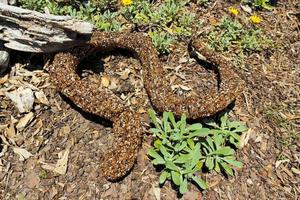 Decorative animals in the garden, flowerbed. Lizard, gecko, reptiles, amphibians. photo