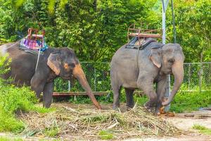 Asian elephants for riding tropical rainforest park Koh Samui Thailand. photo