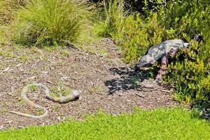 Snake against bear. Sculpture documentation in Green Point Park. photo