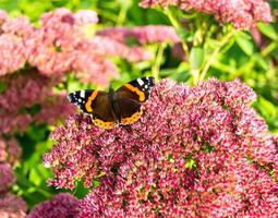 fotografía al tema hermosa mariposa negra monarca foto