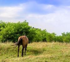 Beautiful wild brown horse stallion on summer flower meadow photo