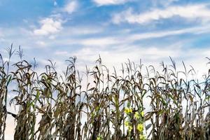 Photography to theme large beautiful harvest corn photo