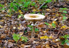 Photography to theme large beautiful poisonous mushroom photo