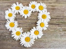 daisy flowers in heart shape photo