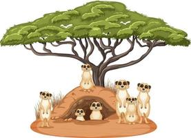 Isolated nature scene with meerkat family vector