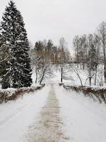 invierno en el parque pavlovsky nieve blanca y árboles fríos foto