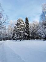Winter in Pavlovsky Park white snow and cold trees photo