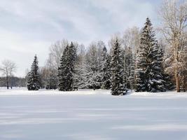 Winter in Pavlovsky Park white snow and cold trees photo