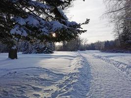 Winter in Pavlovsky Park white snow and cold trees photo