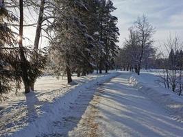 Winter in Pavlovsky Park white snow and cold trees photo