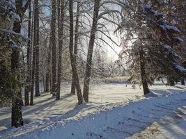 invierno en el parque pavlovsky nieve blanca y árboles fríos foto