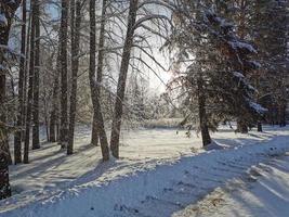 Winter in Pavlovsky Park white snow and cold trees photo