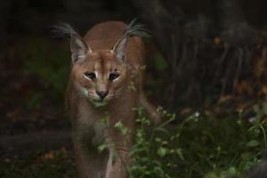 Photo of caracal in everning forest.