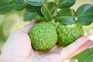 Fresh bergamot fruit on tree nature background, Kaffir Lime, Citrus bergamia with leaf on wooden table, bergamot citrus fruit essential oil concept. photo