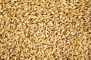 paddy rice texture background, dry seed rice organic paddy agricultural products from in Thailand Asian for food. photo