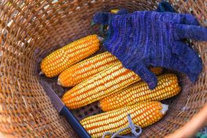 cosecha de maíz maduro del campo en la canasta, cosecha de productos agrícolas asiáticos de maíz. foto