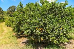 fruta naranja en el naranjo en el jardín de verano. foto