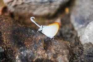 mariposa de cola larga - insectos extraños con alas naranjas de mariposa blanca y cola en la roca en el bosque natural foto