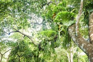 Platycerium ferns plant staghorn or elkhorn fern growing on branch tree photo