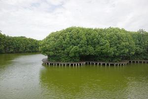 Mangrove trees on the edge of the swamp photo