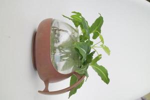 small green indoor house plant on the teapot photo