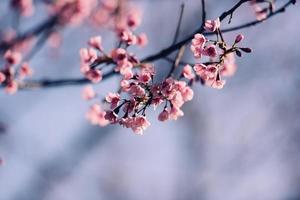 flor de cerezo salvaje del Himalaya, hermosa flor rosa de sakura en el paisaje invernal. foto