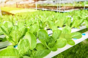 Hydroponic lettuce growing in garden hydroponic farm lettuce salad organic for health food, Greenhouse vegetable on water pipe with green cos lettuce. photo