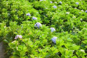 Hydrangea flowers field in the hydrangea garden beautiful flower bloom under the hot sunshine. photo