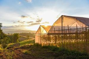 plantas de hortalizas de invernadero y cultivo de frutas productos agrícolas techos agricultura con puesta de sol en el campo. foto