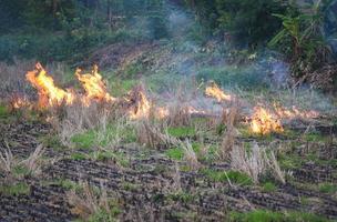 Burn a farm agriculture The farmer use fire burns stubble on the field smoke causing haze with smog air pollution Cause of global warming concept Forest and field fire Dry grass burns photo