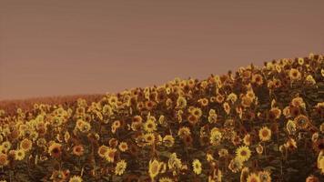 campo de girasoles florecientes en una puesta de sol de fondo video