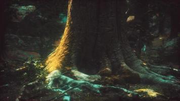 alberi secolari con licheni e muschi nella foresta verde video