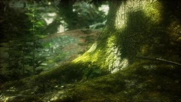 tree with moss on roots in a green forest video