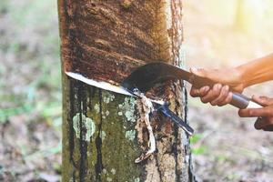 Tapping latex rubber extracted from rubber tree plantation agriculture of asia natural latex photo