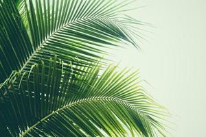 Fresh green palm leaf on coconut tree tropical plant leaves photo