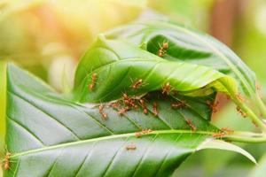 Ant nest on the tree - Red ants working weaver nest with green leaves on the nature forest on summer photo